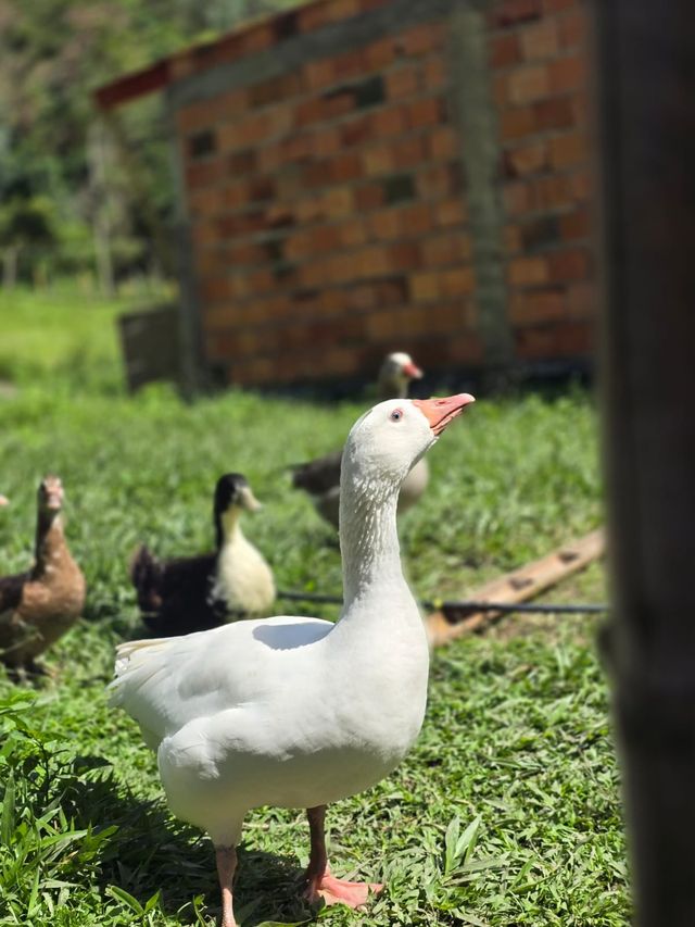 Un ganso blanco y unos patos en la granja