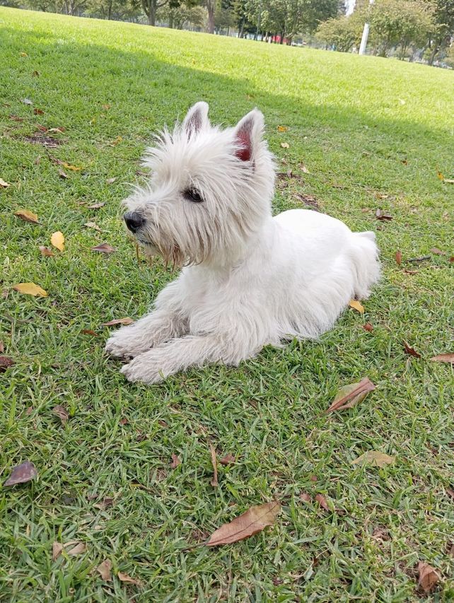 Un westie blanco echado en el césped