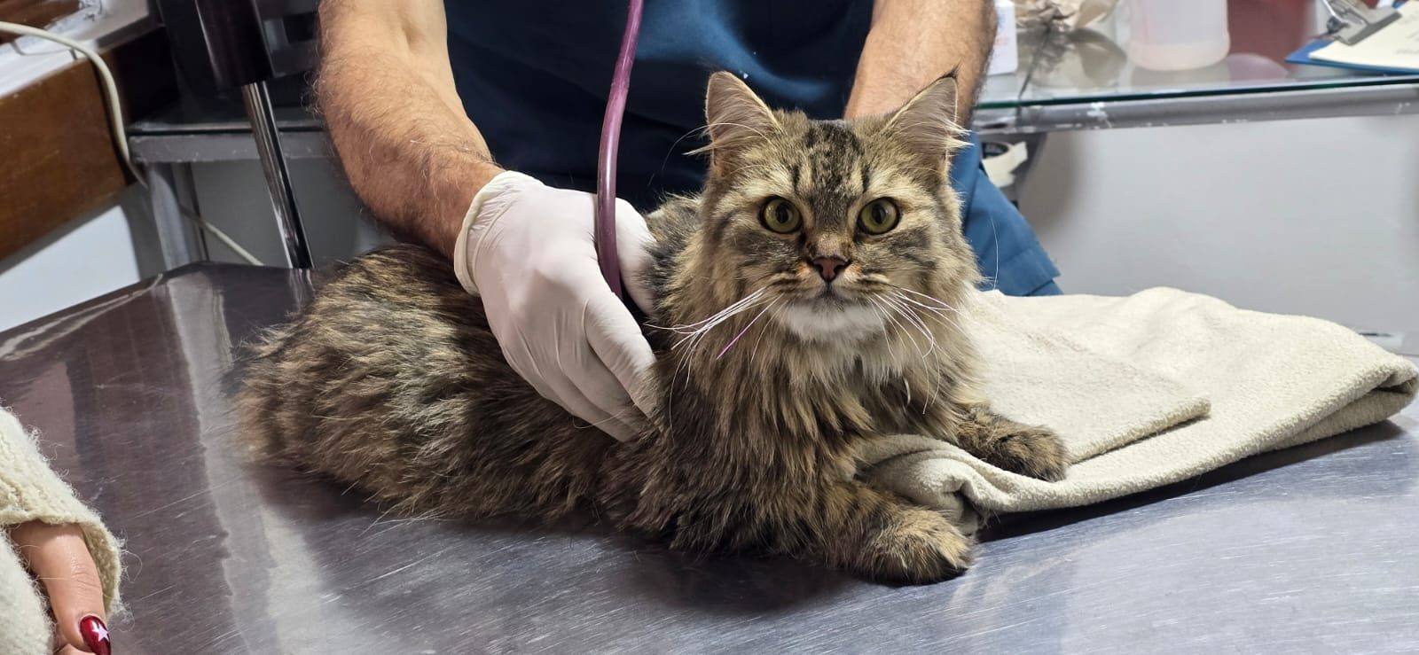Una veterinaria auscultando a un gato sobre la camilla