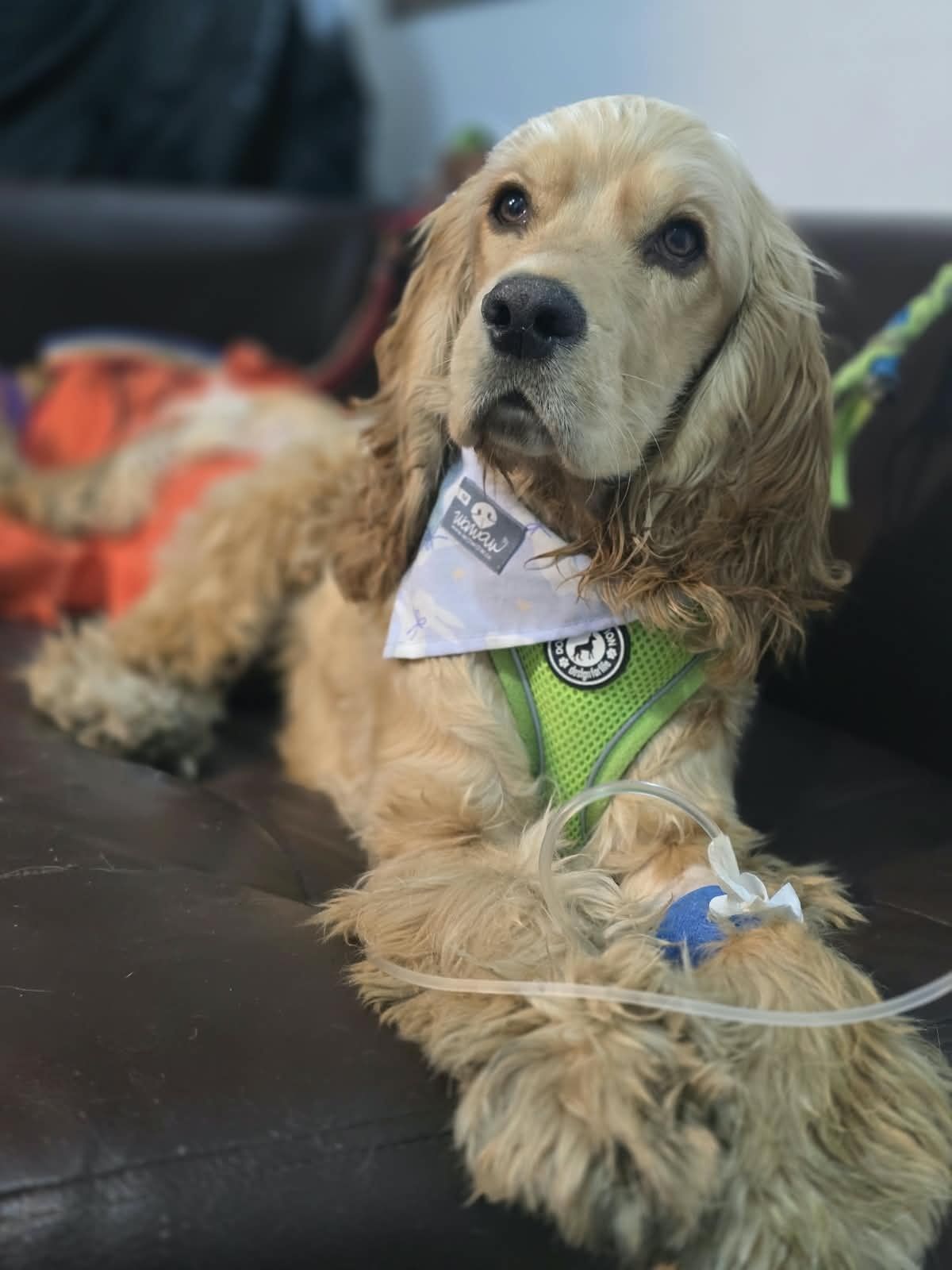 Un cocker spaniel descansando en el sofá de la clínica, con su pañoleta