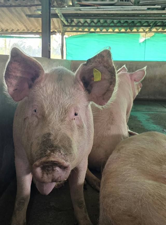 Un cerdo mirando a la cámara en su corral